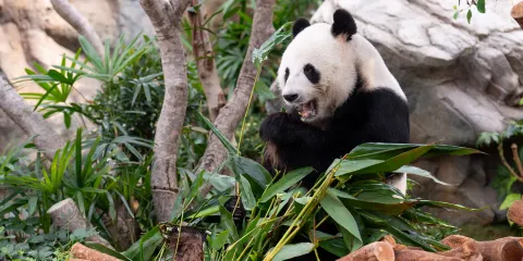 海洋公園大熊貓探索之旅(含門票及市區單程接送)
