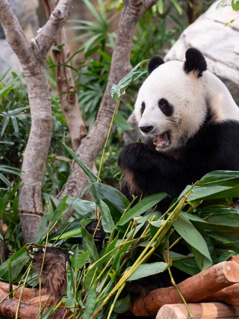 海洋公園大熊貓探索之旅(含門票及市區單程接送)