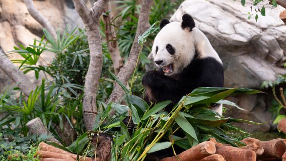 Visite des pandas géants à Ocean Park (incluant le billet d'entrée et le transfert aller depuis le centre-ville)