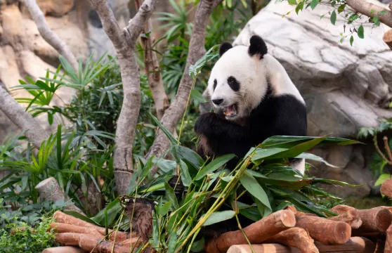 海洋公園大熊貓探索之旅(含門票及市區單程接送)
