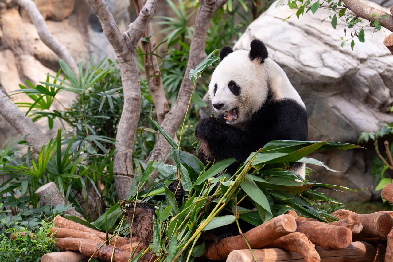Ocean Park Panda Adventure (Includes Ticket + One-Way City Transfer)