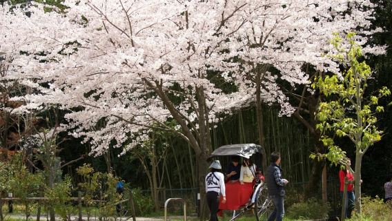 京都：嵐山カスタマイズ人力車ツアー＆竹林