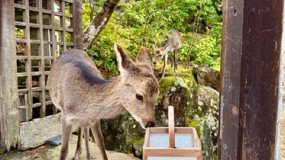 Hiroshima and Miyajima Satisfying Private Tour with a Local