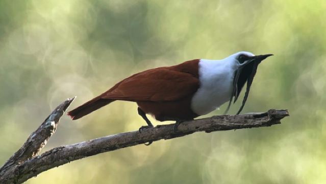 Monteverde: tour di mezza giornata per il birdwatching