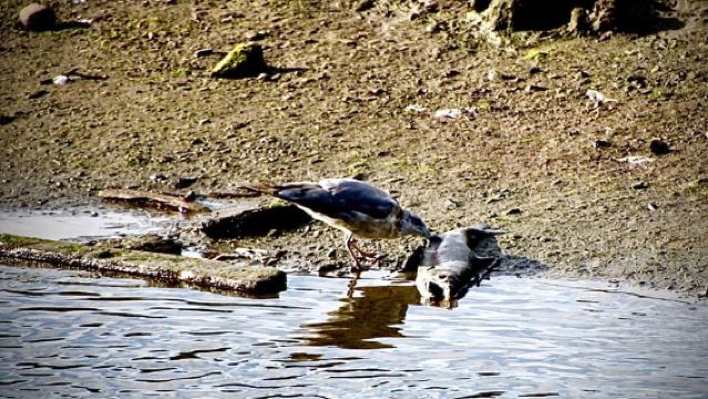 Wild Wolf Tour - 2 Hr