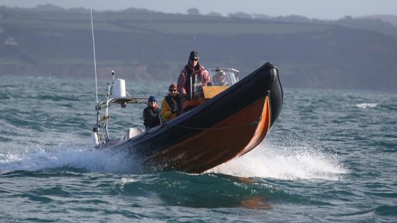 Cornovaglia: 2 ore di avventura in gommone per osservare la fauna selvatica