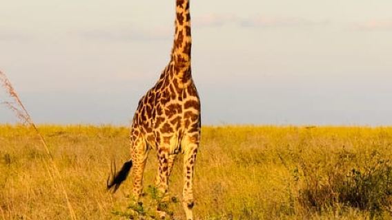 Solo safari nel Parco Nazionale di Nairobi