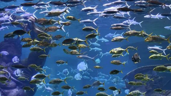 Sanya: Acquario di Atlantide, crociera in yacht e pranzo