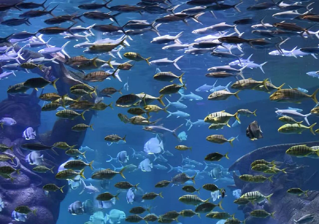 Sanya: Perjalanan satu hari ke Taman Hutan