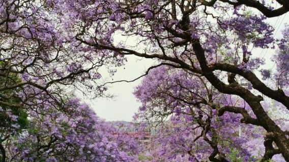 南非&比勒陀利亞一日遊【山城全景與葡萄酒鄉休閒線】