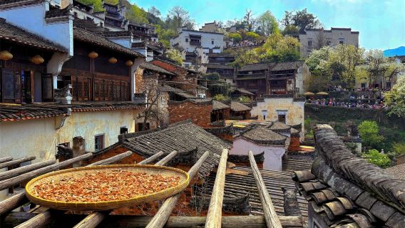 江西婺源篁嶺汽車純玩半日遊（可選班次）