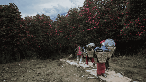 Đi bộ đường dài trong ngày từ Dhampus đến Trại Úc kèm bữa trưa