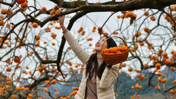 【從化柿海】邂逅從化千畝「柿」外桃源＋艾米千畝稻田 1 天