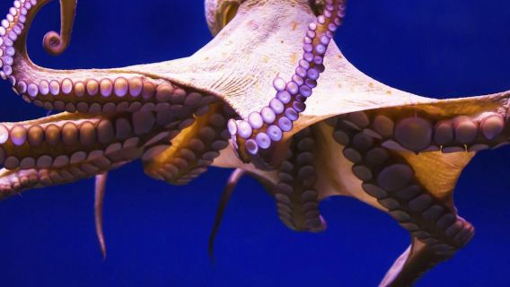 Gran Canaria: Guided Day Tour from Tenerife + Aquarium & Distillery Entry