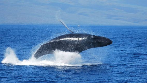 凱庫拉品嚐龍蝦/觀賞鯨魚嬉戲/海豹海獅賣萌【基督城來回包車一日遊】