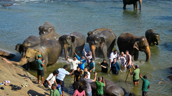 康提經典一日遊｜萌象+植物園+佛廟+湖泊一站式打卡