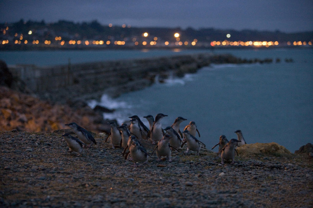 新西蘭南島但尼丁小藍企鵝歸巢夜遊
