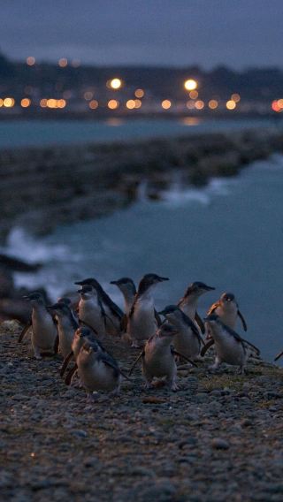 Dunedin Little Blue Penguin Night Tour, South Island, New Zealand