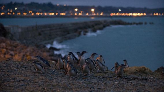 Dunedin Little Blue Penguin Night Tour, South Island, New Zealand