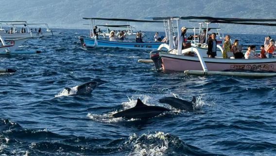 Tagesausflug zur Delfinbeobachtung in Lovina auf Bali [Schnorcheln + Angeln + Vulkan] mit hoher Bewertung