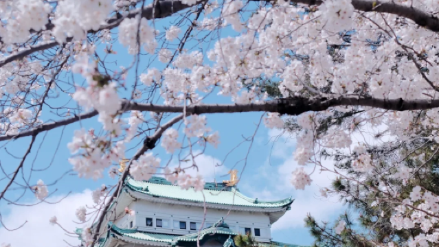 日本名古屋/周邊包車一日遊（可定制行程/中文司機接駁服務）