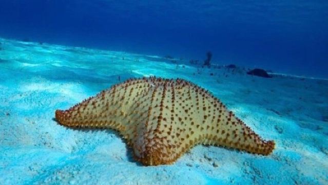 Starfish, Stingrays and the Turtle Sanctuary Cozumel Snorkel Tour