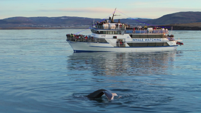 Tagesausflug zur Walbeobachtung in Island