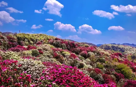 貴州黃果樹瀑布一日遊【高級豪華團+專車上門接+獨立私人導覽】