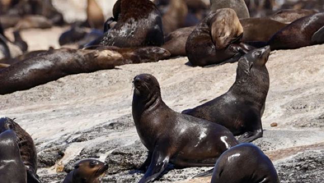 Lawatan sehari di Cape Town, Afrika Selatan: [Sewaan peribadi 10 jam]