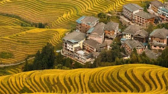 From Guilin: Longji Ping'an Village and Rice Terraces Day Tour