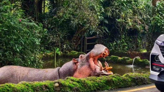 Sewaan peribadi di Jakarta: Taman Hidupan Liar Bogor+Bogor Botanical Gardens [hantar-jemput pintu ke pintu/tidak termasuk tiket masuk]