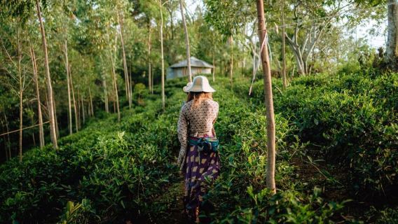 Ella: Ella Tea plantation Tour with Tasting & Snacks