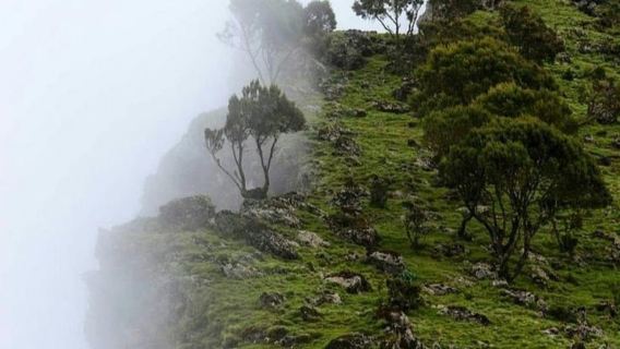 Addis Ababa: Khat, Coffee, and Gari Ride Tour with Guide