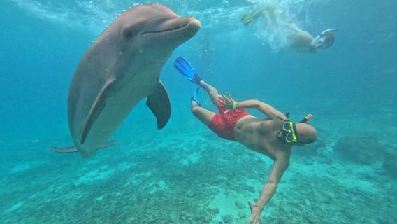Willemstad: Dolphin Snorkel Experience