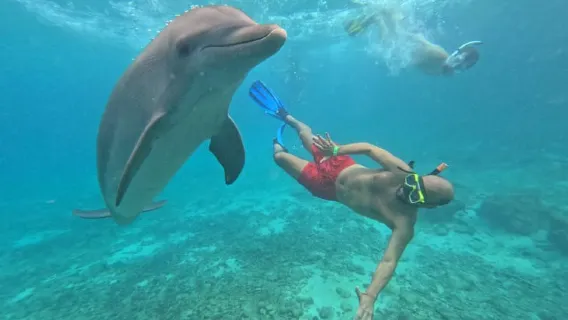 Willemstad: Dolphin Snorkel Experience