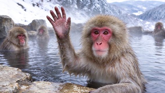 Onsen de los monos de nieve del Parque de monos Jigokudani de Nagano, Japón. Excursión de un día al santuario oculto de Togakushi | Salida desde Tokio