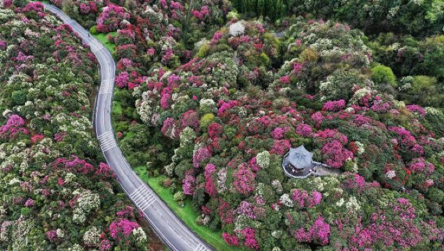 貴州百里杜鵑風景區一日遊【杜鵑王國&地球彩帶&養身福地賞花】