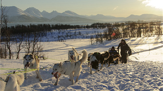 Excursión en trineo de perros en Tromso, Noruega · Opción de conducir el trineo/avistamiento de auroras boreales