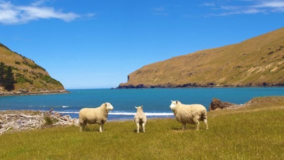 Akaroa