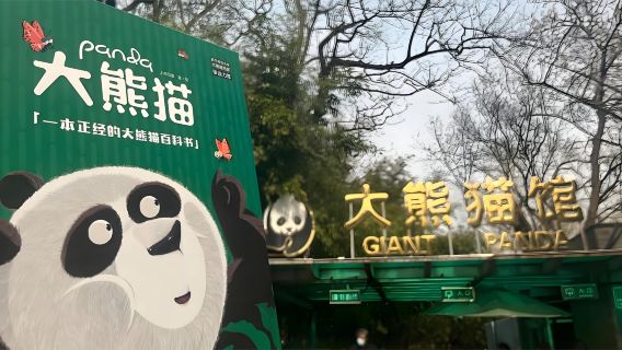 Beijing Panda House + Mutianyu Great Wall Private Day Tour (Including Round Trip Shuttle Bus)