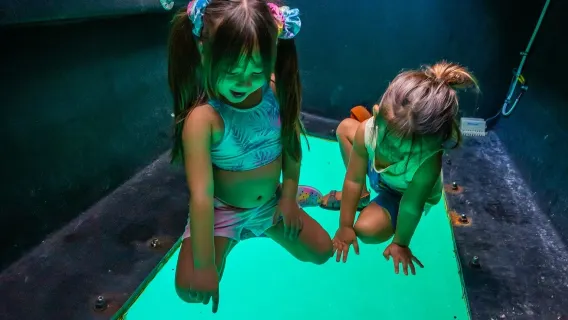 Honolulu: Fireworks Boat Tour