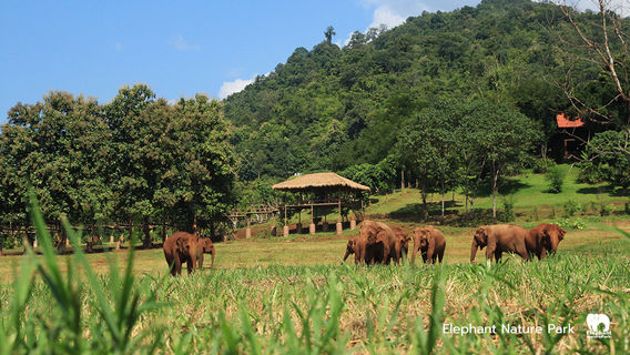 Chiang MaiTravel Services