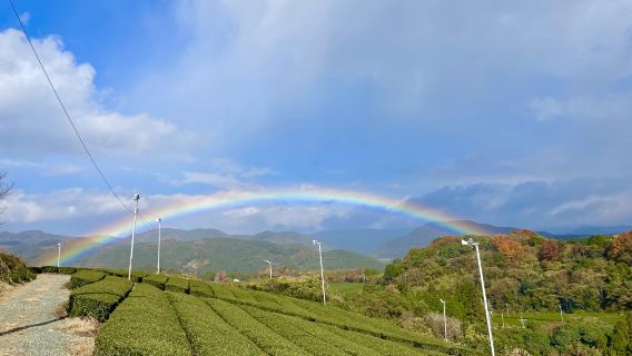 YokaBus Наследие в чашке: дегустация чая Яме и сакэ
