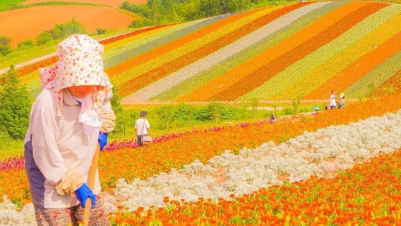 홋카이도 사계절 컬러힐 + 푸른 연못 + 도미타 꽃바다 일일 투어| 동화 속 꽃밭을 거닐다