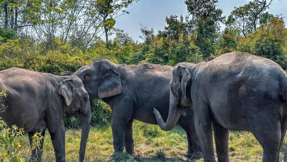 Rừng Voi Kulen Siem Reap theo nhóm nhỏ