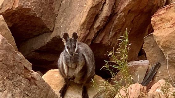 Kalbarri Skywalk-Tour