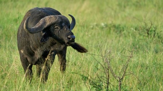 AB ARUSHA: 3-TÄGIGE GESCHMACKS-MITTELKLASSE-SAFARI IN TANSANIA