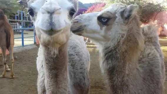 Maspalomas: Guided Camel Ride in the Maspalomas Sand Dunes