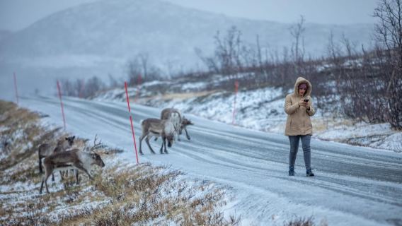 從特羅姆瑟出發：塞尼亞島探索北極一日遊（含午餐）