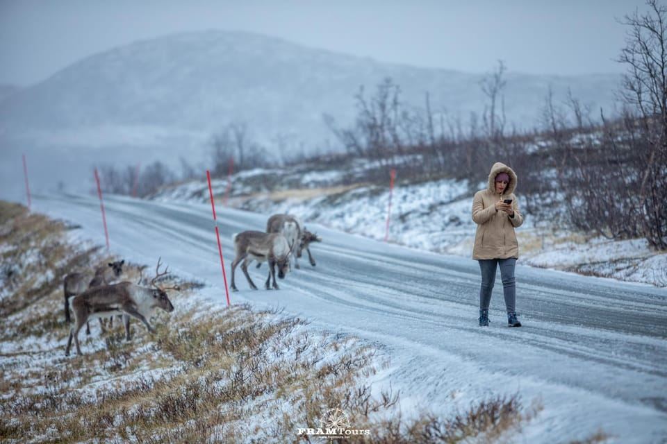 Desde Tromsø: Excursión de un día al Ártico para descubrir Senja con almuerzo